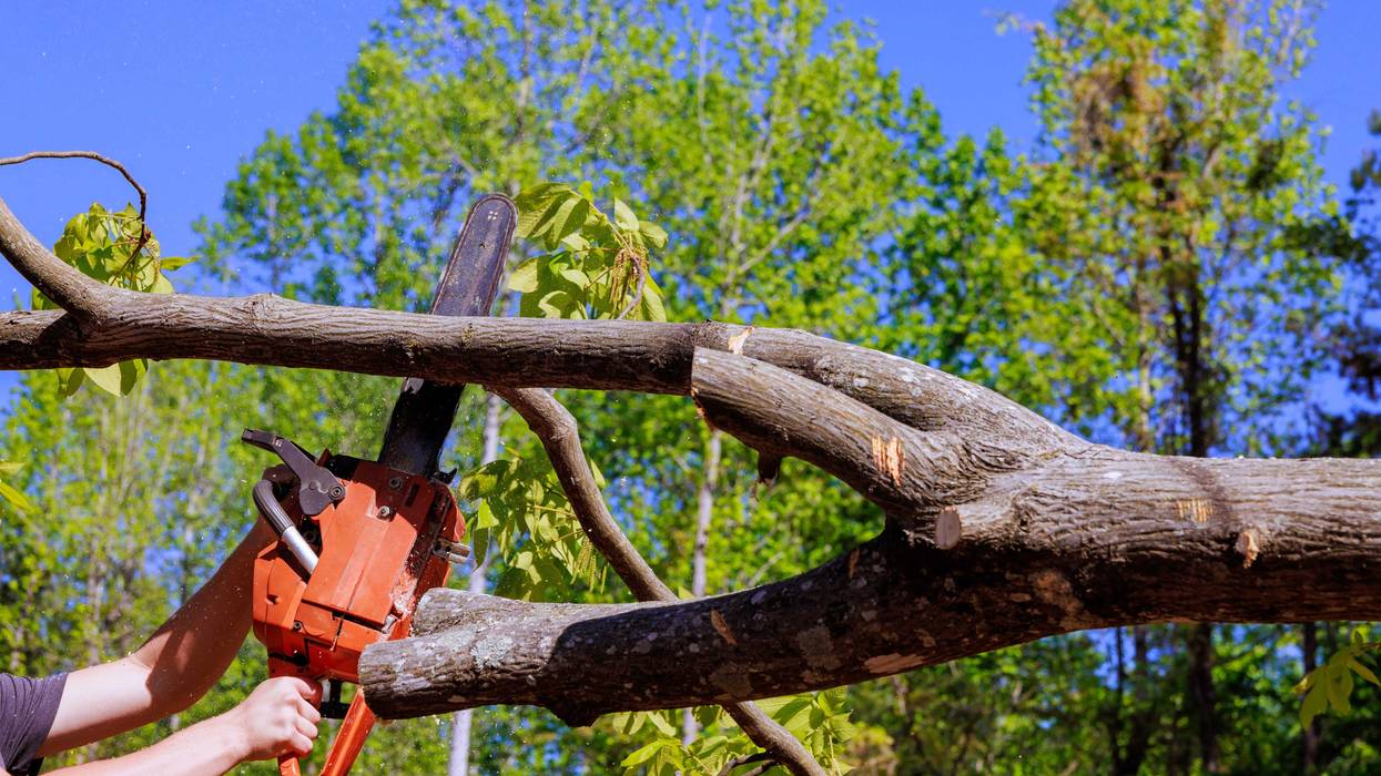 Thousands of trees were damaged in Beltrami County in last weekend's powerful storms that packed winds of 120 miles per hour, leaving landowners left to remove literally acres of downed wood.
