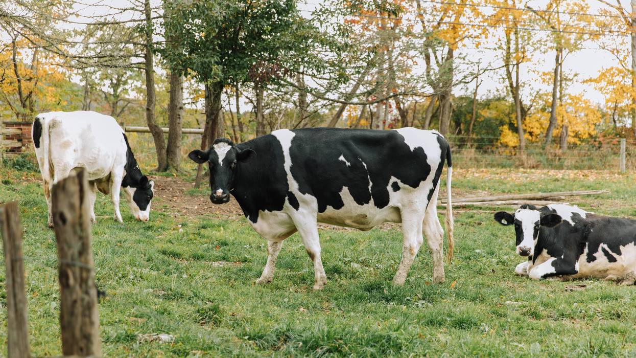 Three black and white cows in a field.