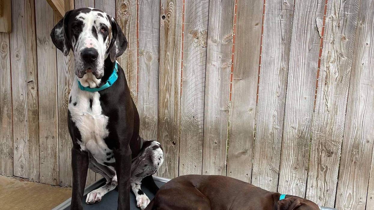 Three dogs — Keith, Pappy and Stella — found unharmed hours after doggie daycare van stolen in Chicago