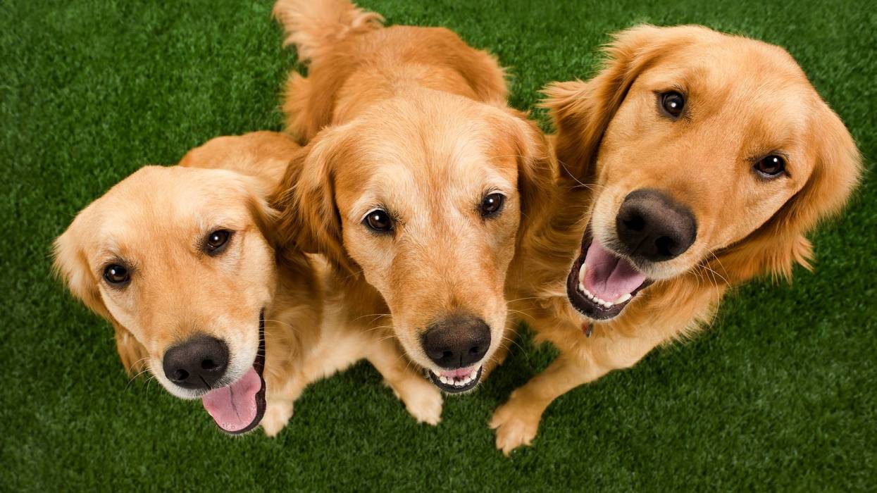 Three golden retrievers