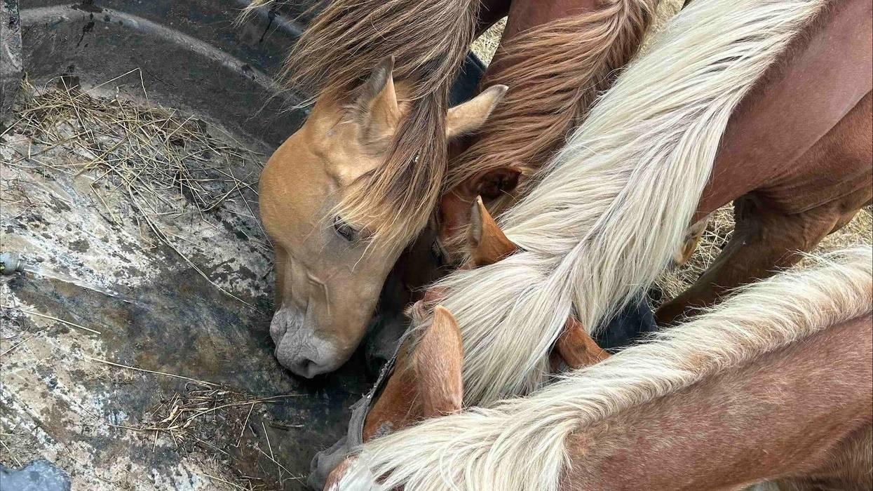 Three horses eating out of a trough