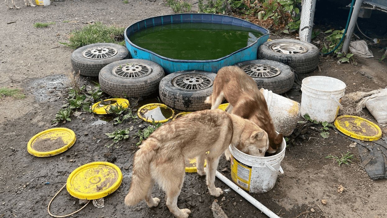 Three huskies are seen drinking from filthy water at the abandoned lot they were rescued from at the end of July.