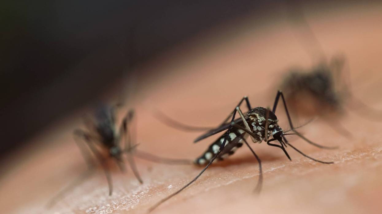 Three mosquitoes on an arm