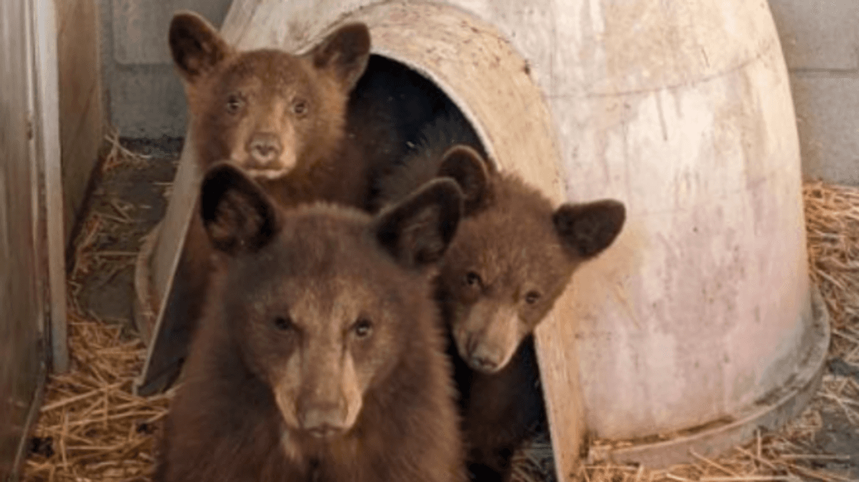 Three orphaned bear cubs found in the Inland Emplire.