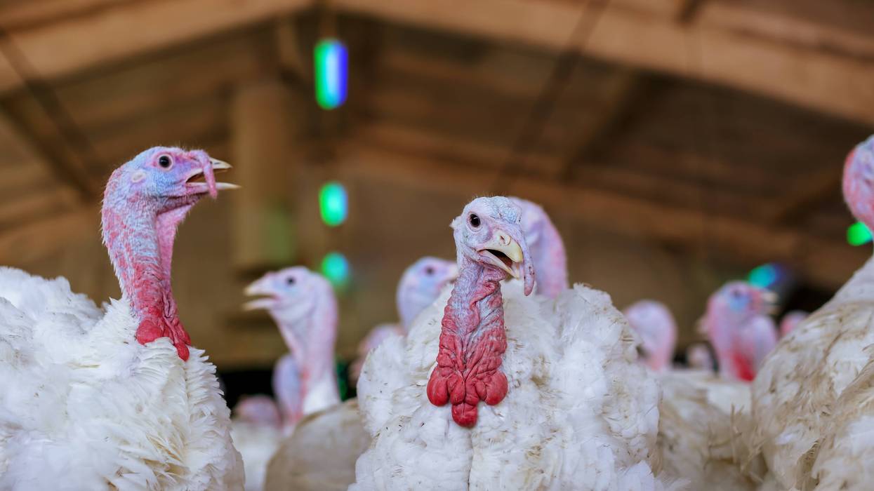 Three outbreaks were reported from September 10 through the 15 impacting over 118,000 birds, including at a pair of turkey operations in Big Stone and Becker County. There was also some reported and at a poultry breeder in Otter Tail County.
