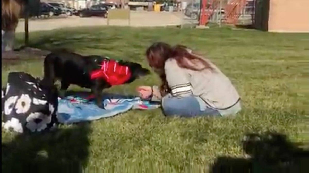 Three Years Astray: Michigan woman reunited with dog found in DuPage County