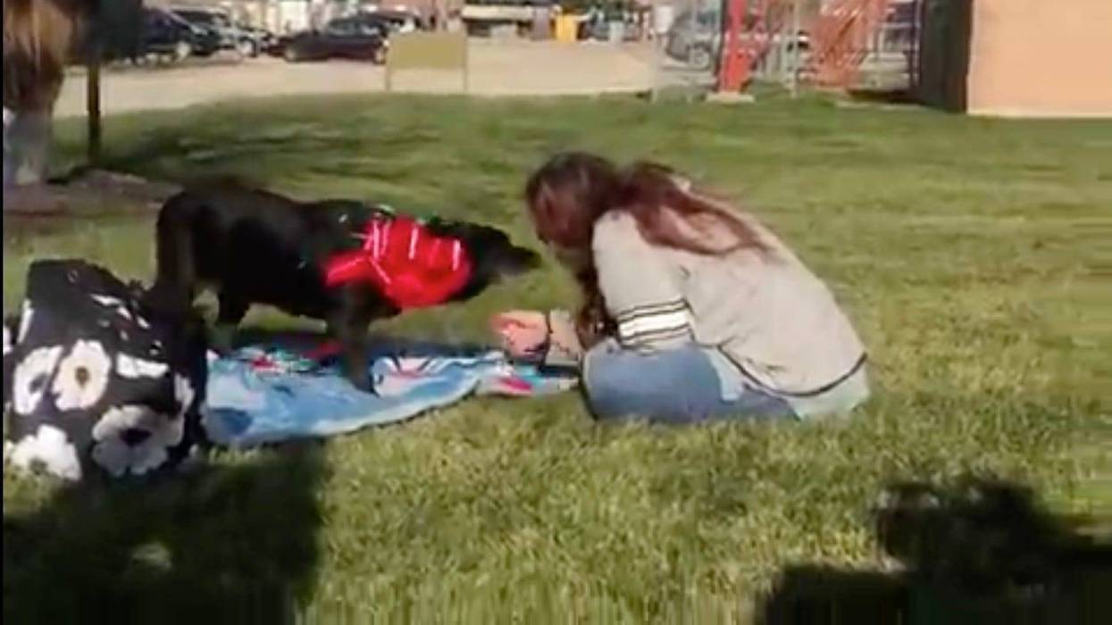 Three Years Astray: Michigan woman reunited with dog found in DuPage County