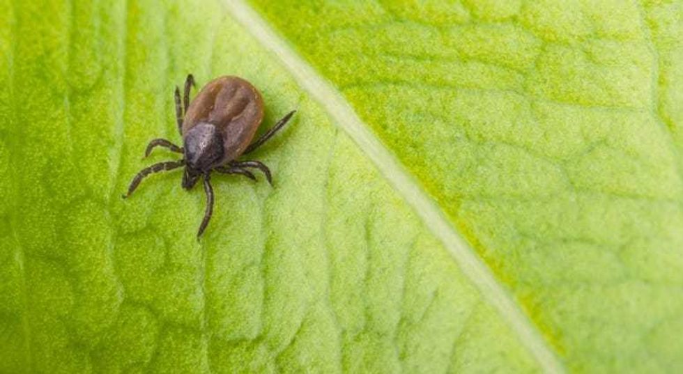 tick on leaf