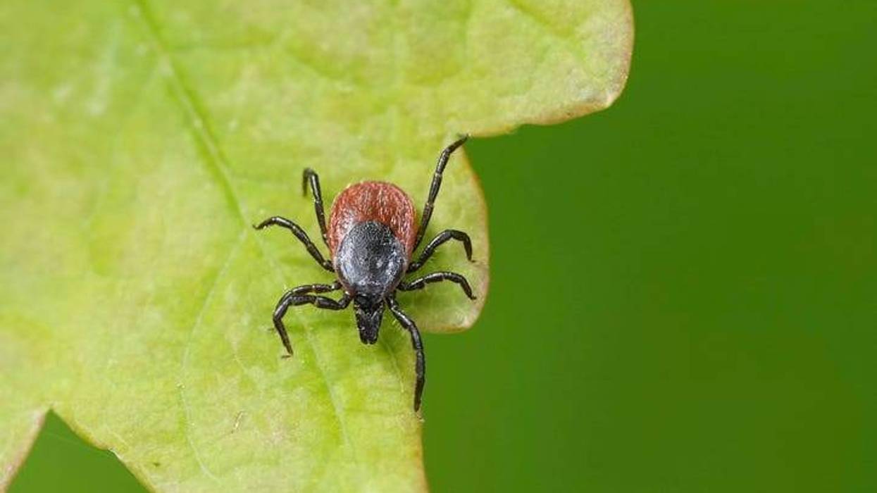 Tick on leaf
