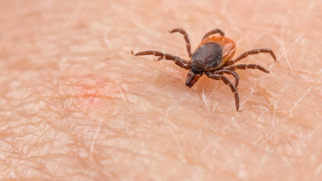Tick