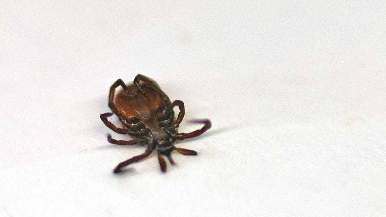 Ticks