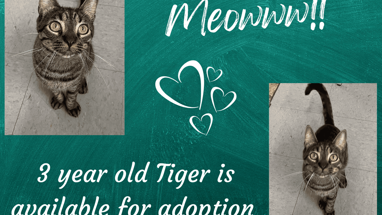 Tiger, a three year old tabby cat up for adoption through ARE Animal Rescue