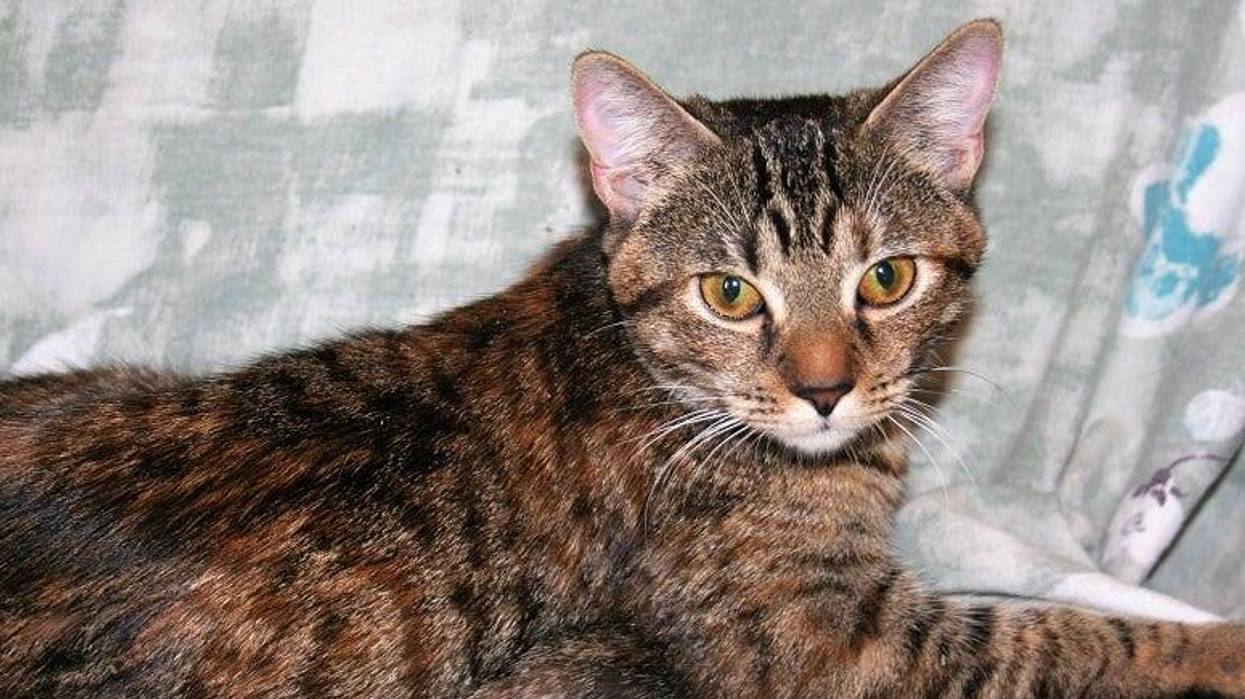 Tiger cat