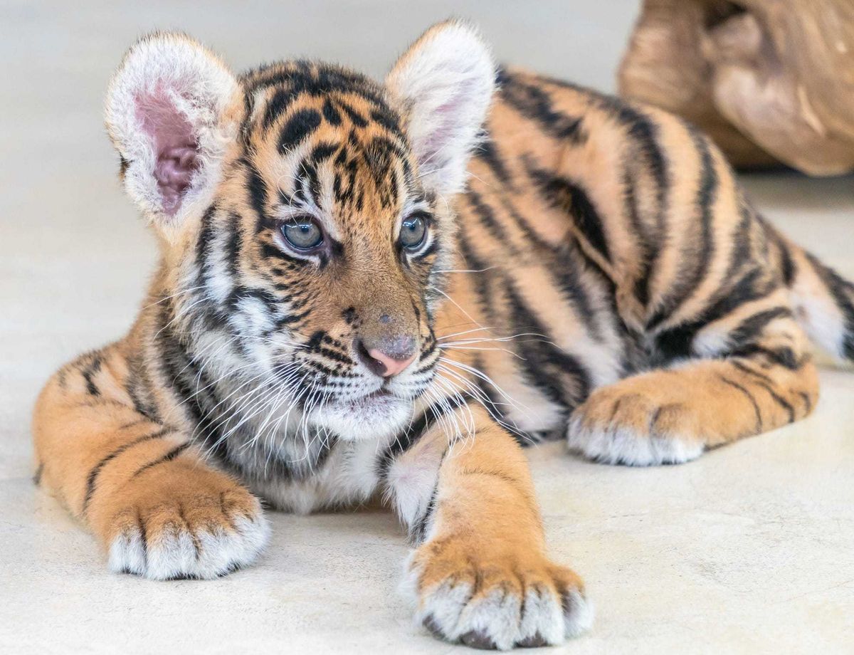 Tiger cub.
