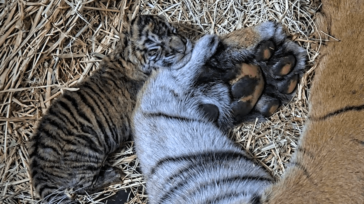 tiger cub