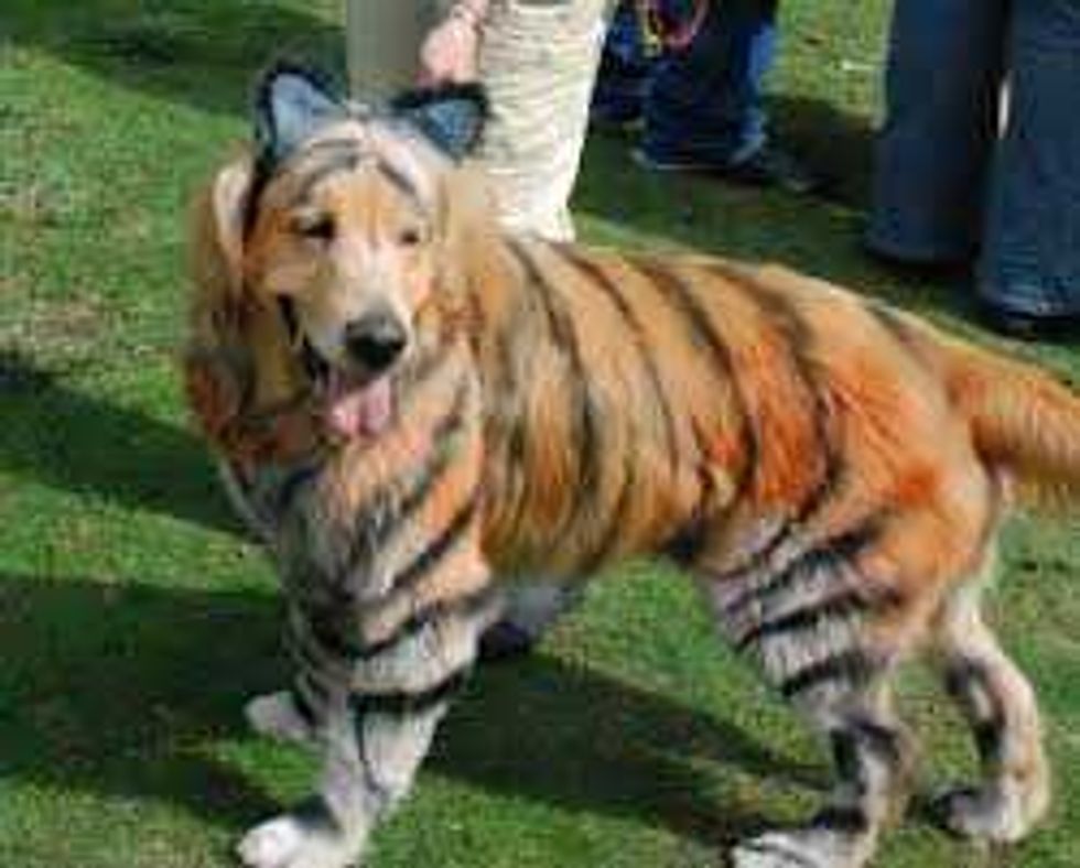 Tiger dog costume