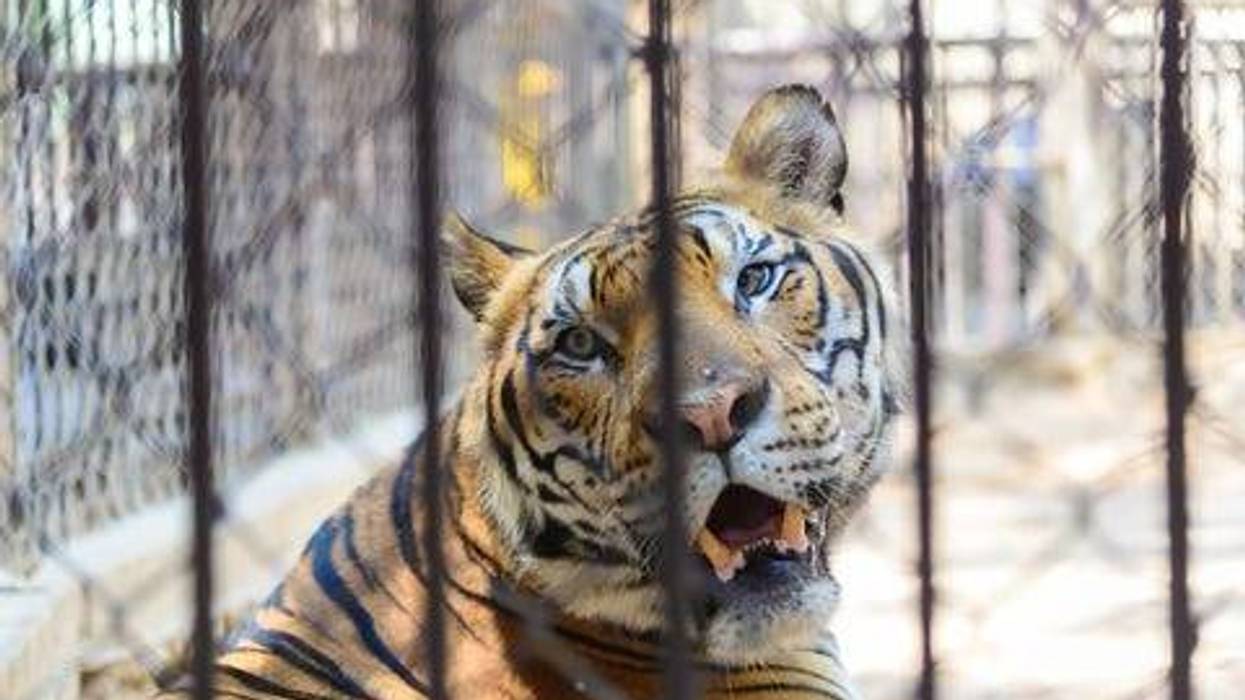 Tiger in a Cage