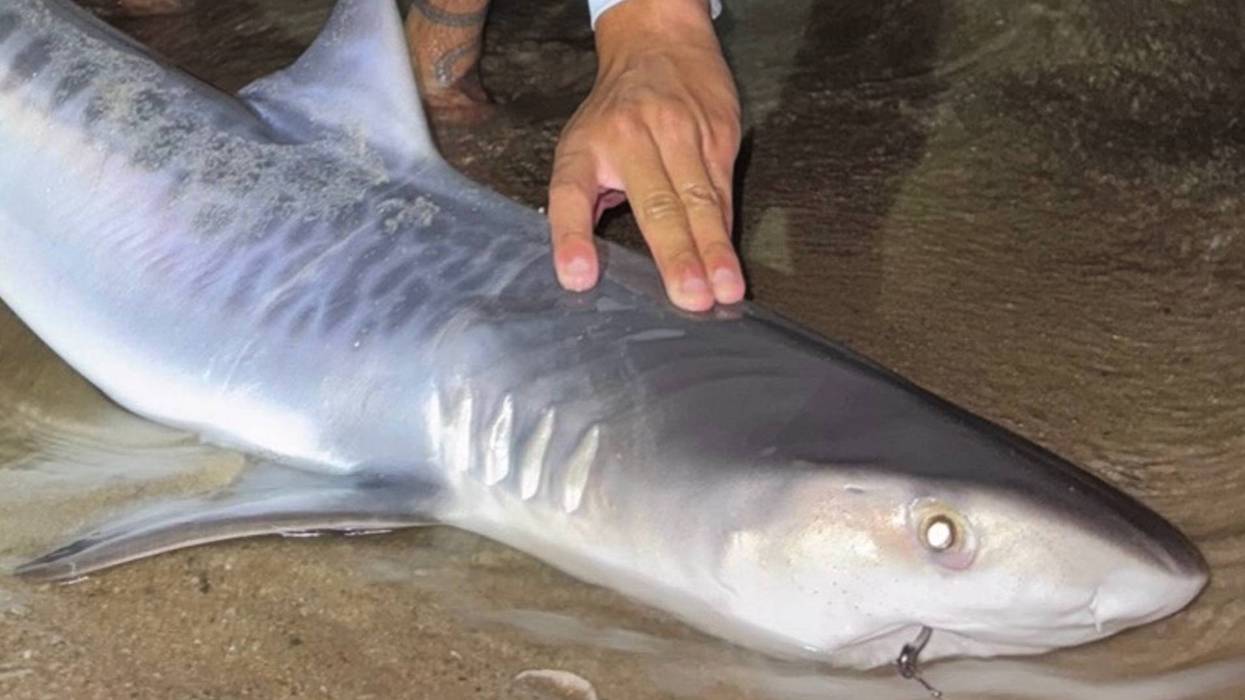 Tiger Shark Massachusetts