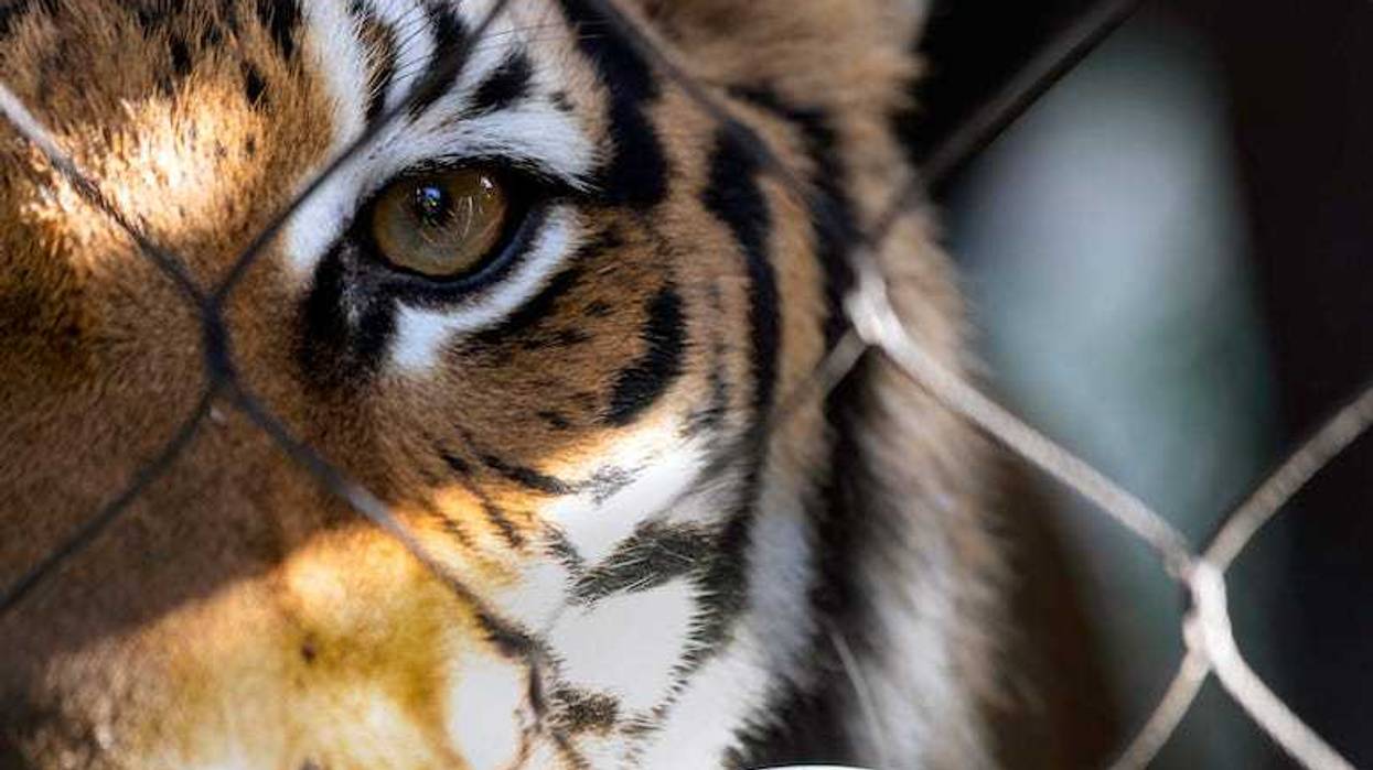 Tiger stares out from the wire cage