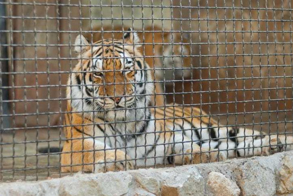 Sheriff from 'Tiger King' Thinks More Than One Person Killed Don Lewis