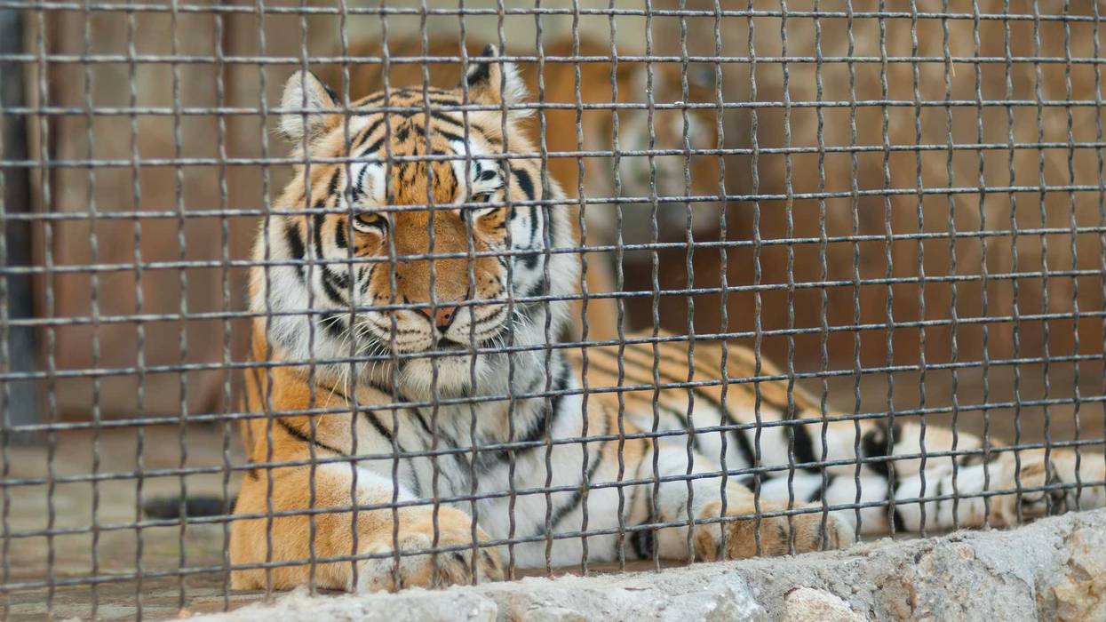 Tiger