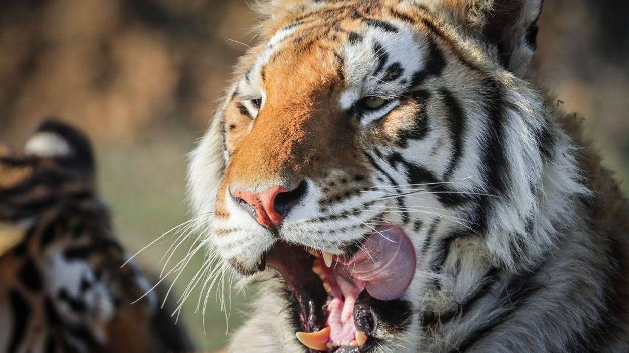 Tiger