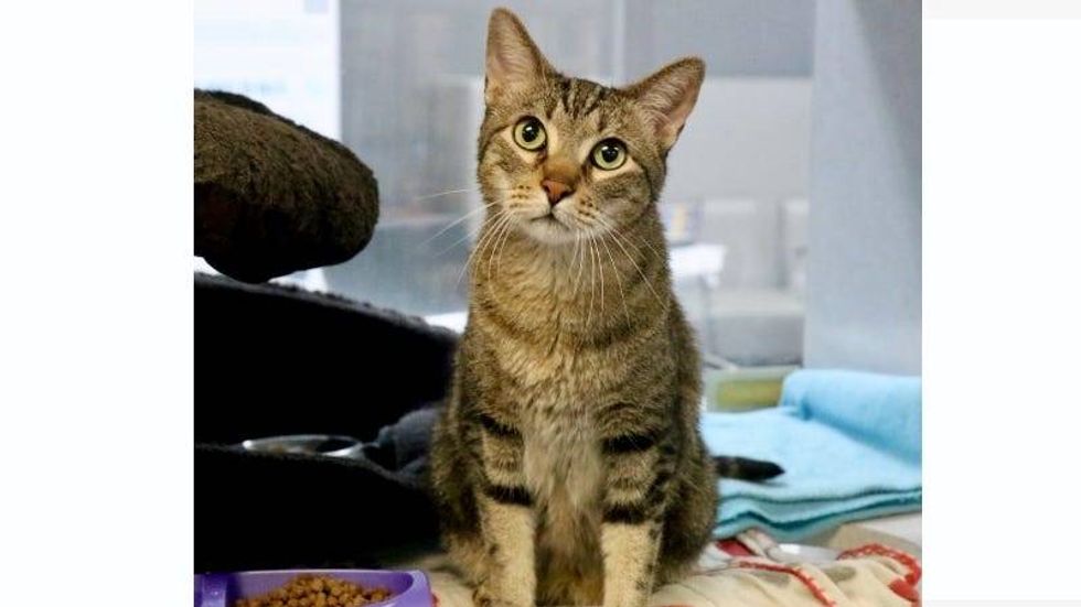 Tigger @ Austin Humane Society 6/29/22