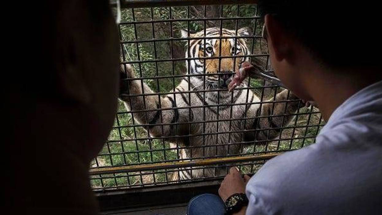 tigre