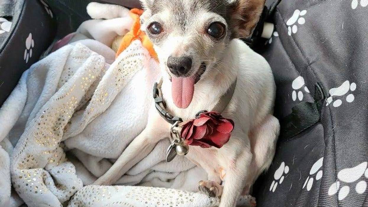 Tika the Chihuahua