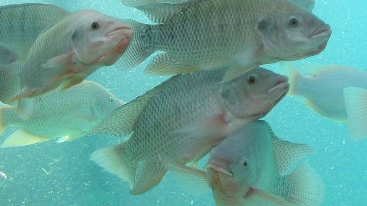 Tilapia