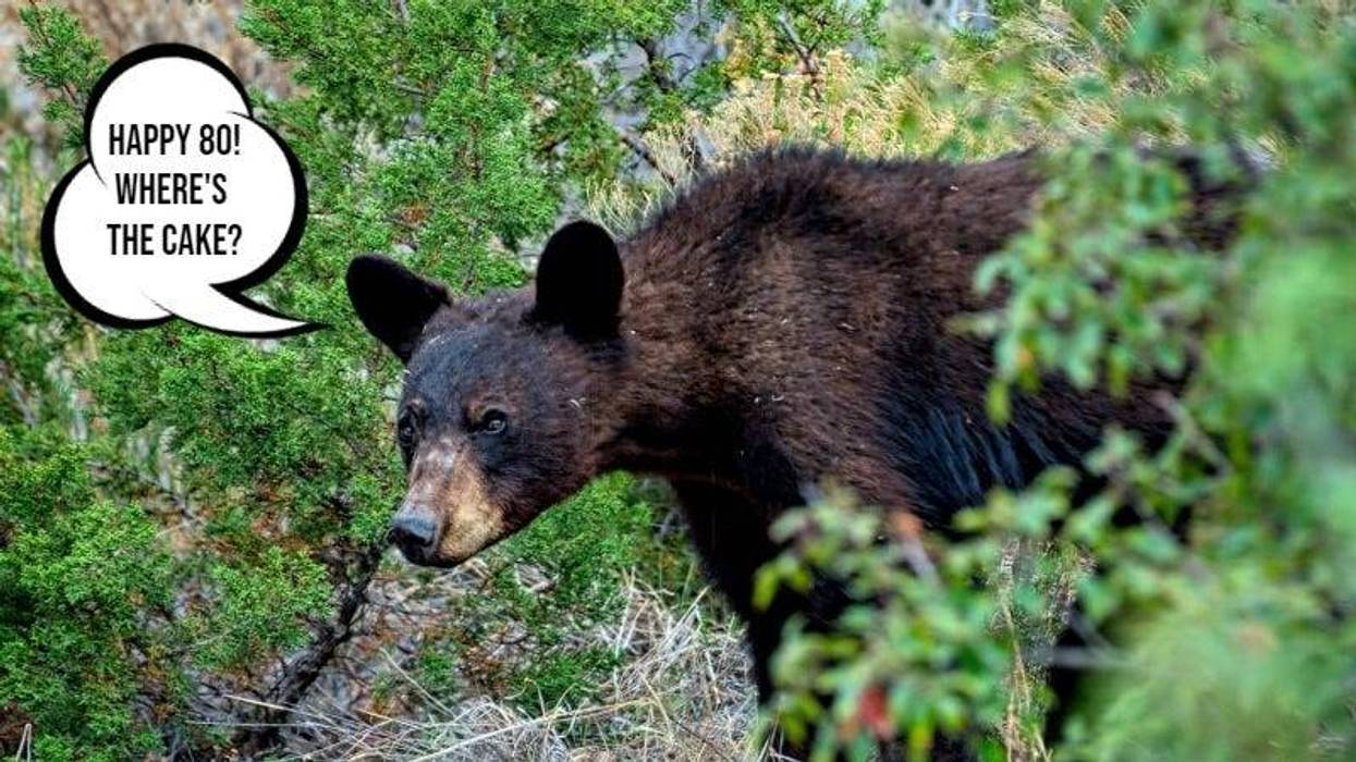 Tim Speer / Black Bear Big Bend National Park -Texas/ GettyImages