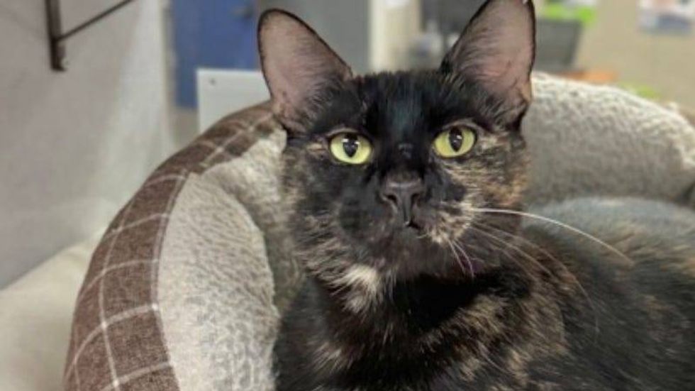 Tinkerbell @ Austin Humane Society 7/03/24
