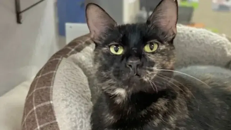 Tinkerbell @ Austin Humane Society 7/3/24