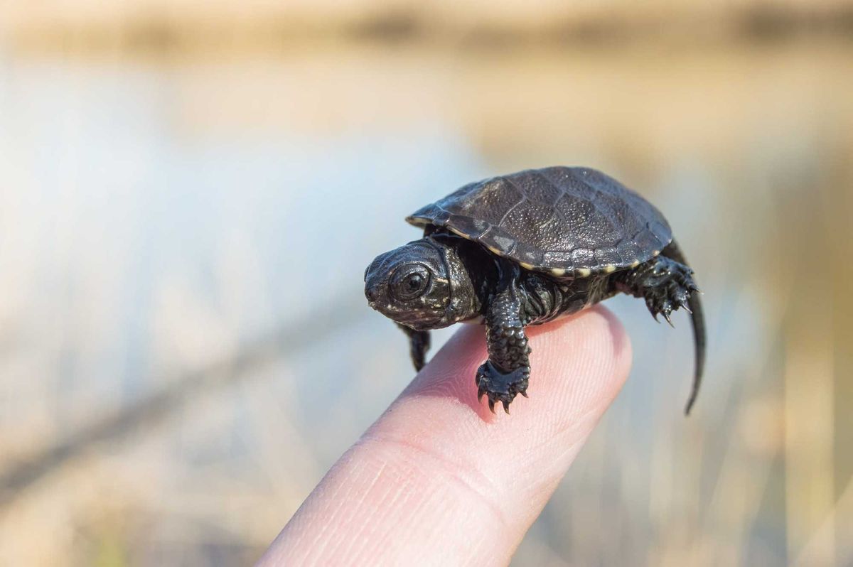 Tiny turtle balanced on a person's fingertip.
