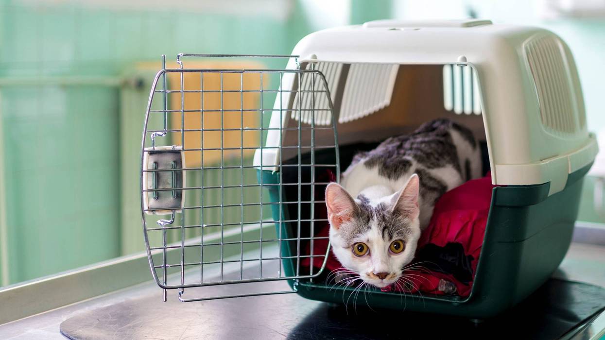 Tip from veterinarian led to search of Olyphant home filled with cats