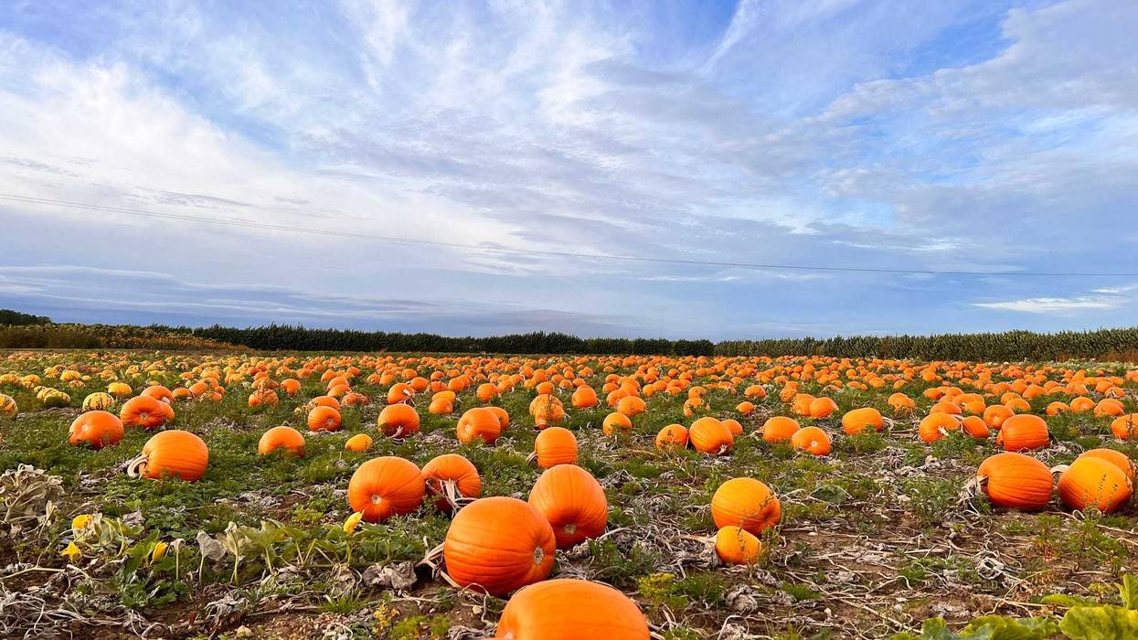 tips on how to pick a good pumpkin