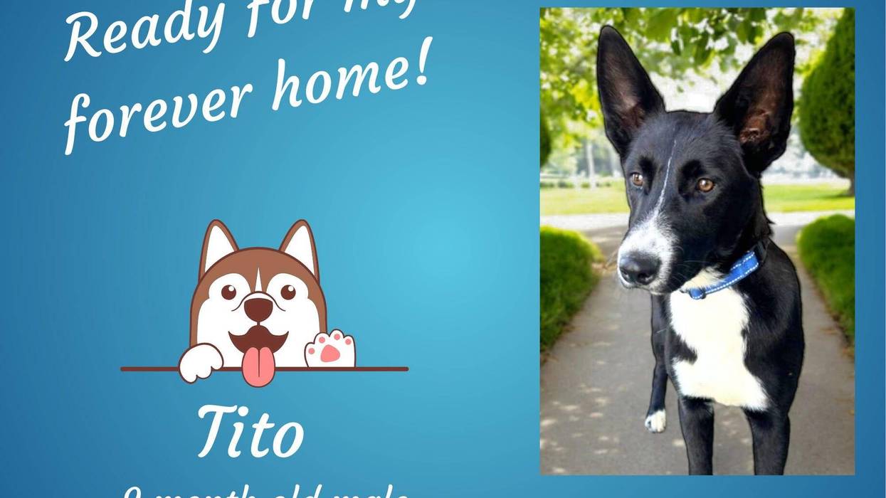 Tito, a nine month old black and white medium mixed breed dog