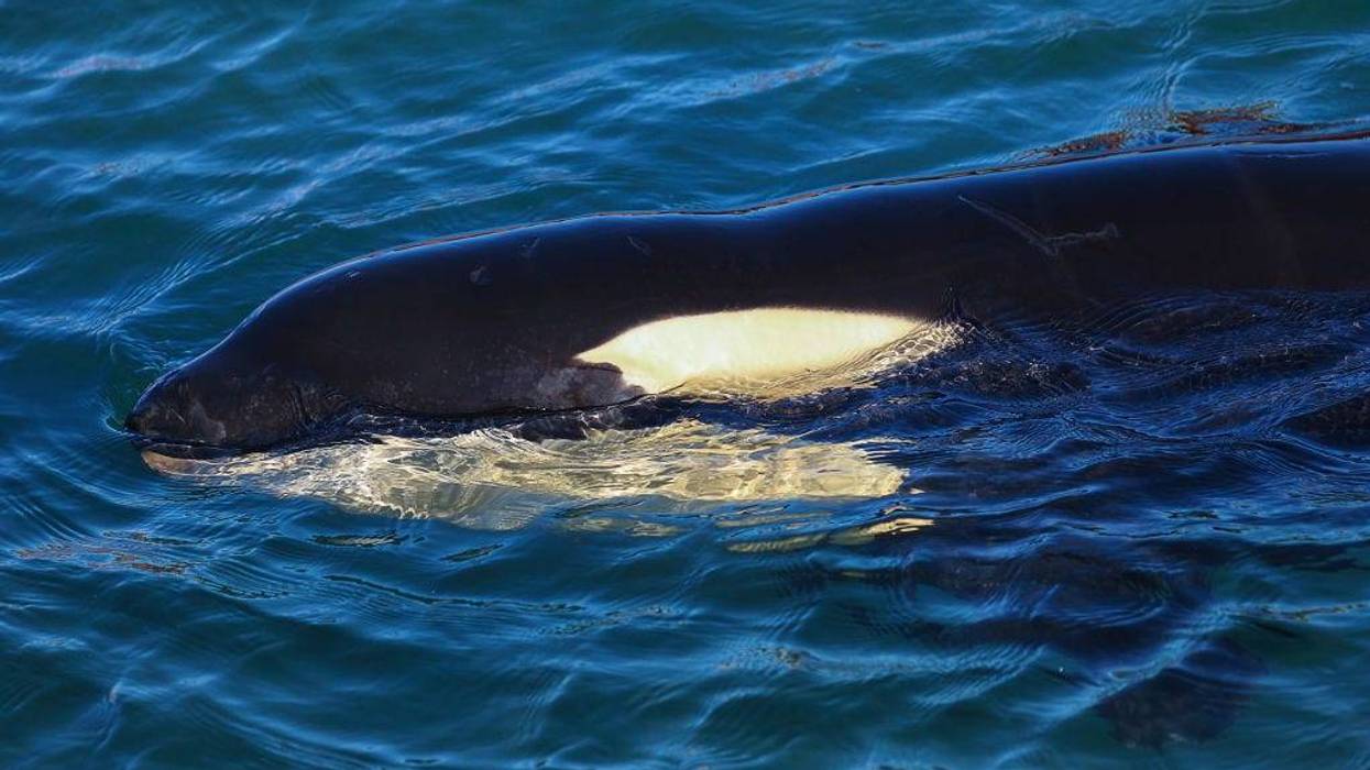 Toa the orca swims around a makeshift enclosure at Plimmerton Boating Club on July 14, 2021 in Wellington, New Zealand.