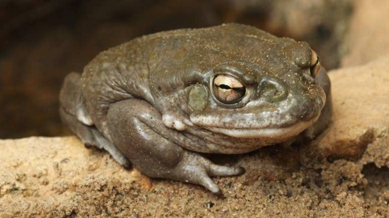 Toad