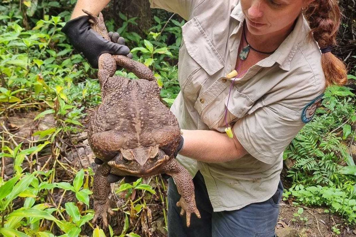 Toadzilla - Queensland Department Of Environment and Science