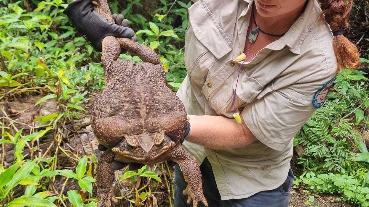 Toadzilla - Queensland Department Of Environment and Science
