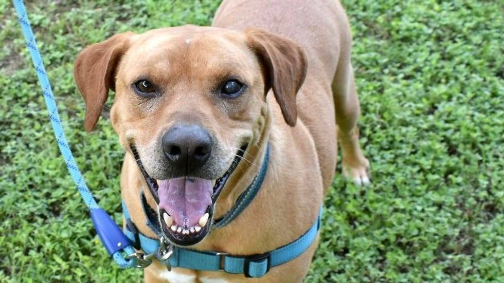 Toby @ Austin Humane Society 6/05/24