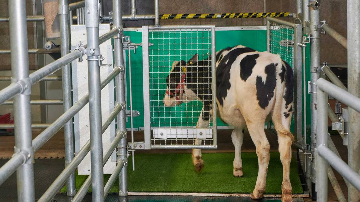 Toilet Training Cows