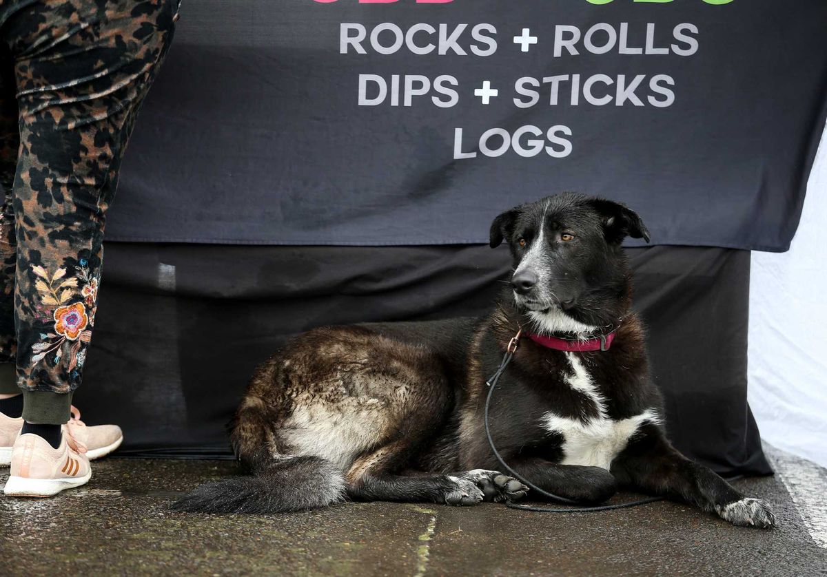 Toledo CBD Shop Hands Out 1,000 to Calm Pets Over The 4th