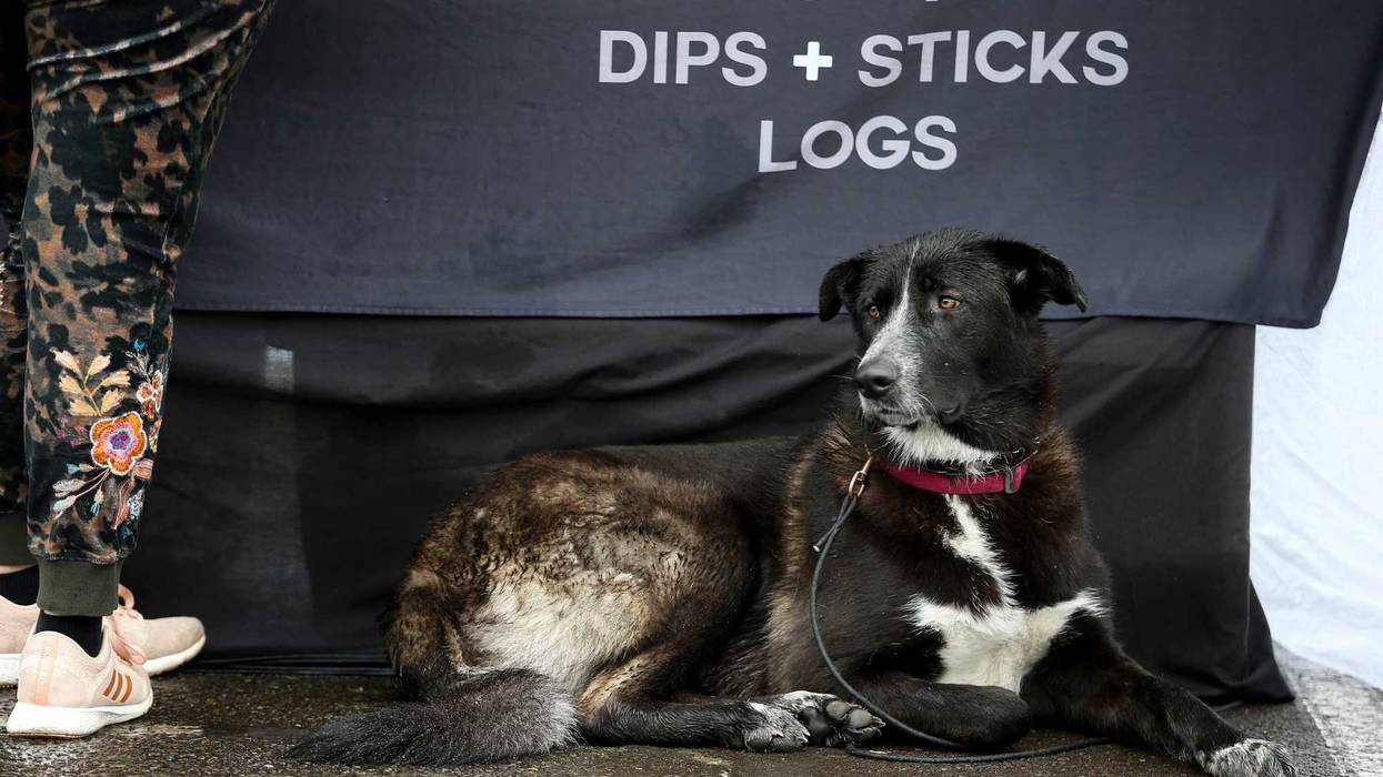 Toledo CBD Shop Hands Out 1,000 to Calm Pets Over The 4th