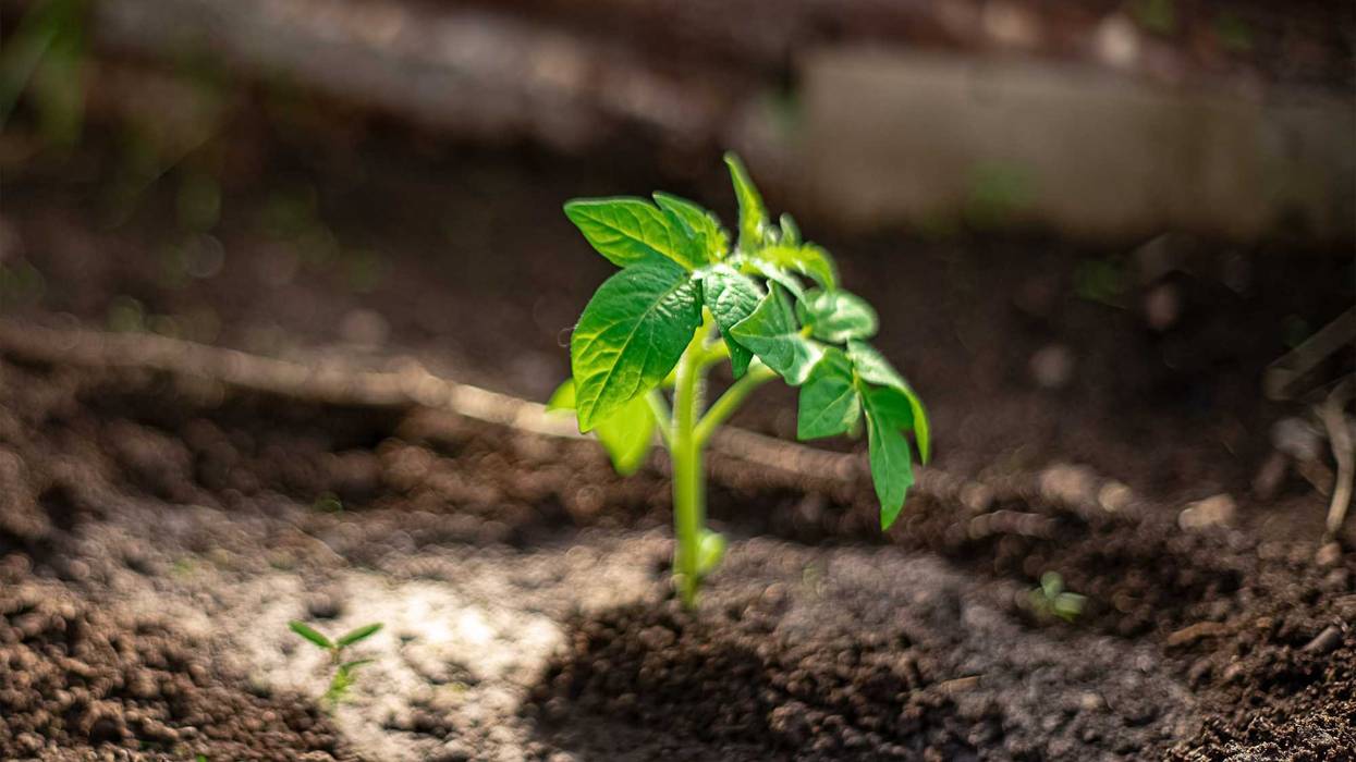 Tomato seedling