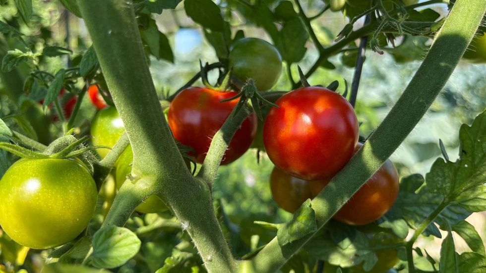 Tomatoes.