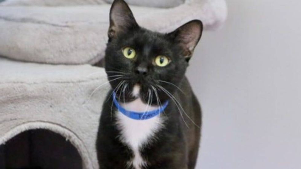 Tommy @ Austin Humane Society