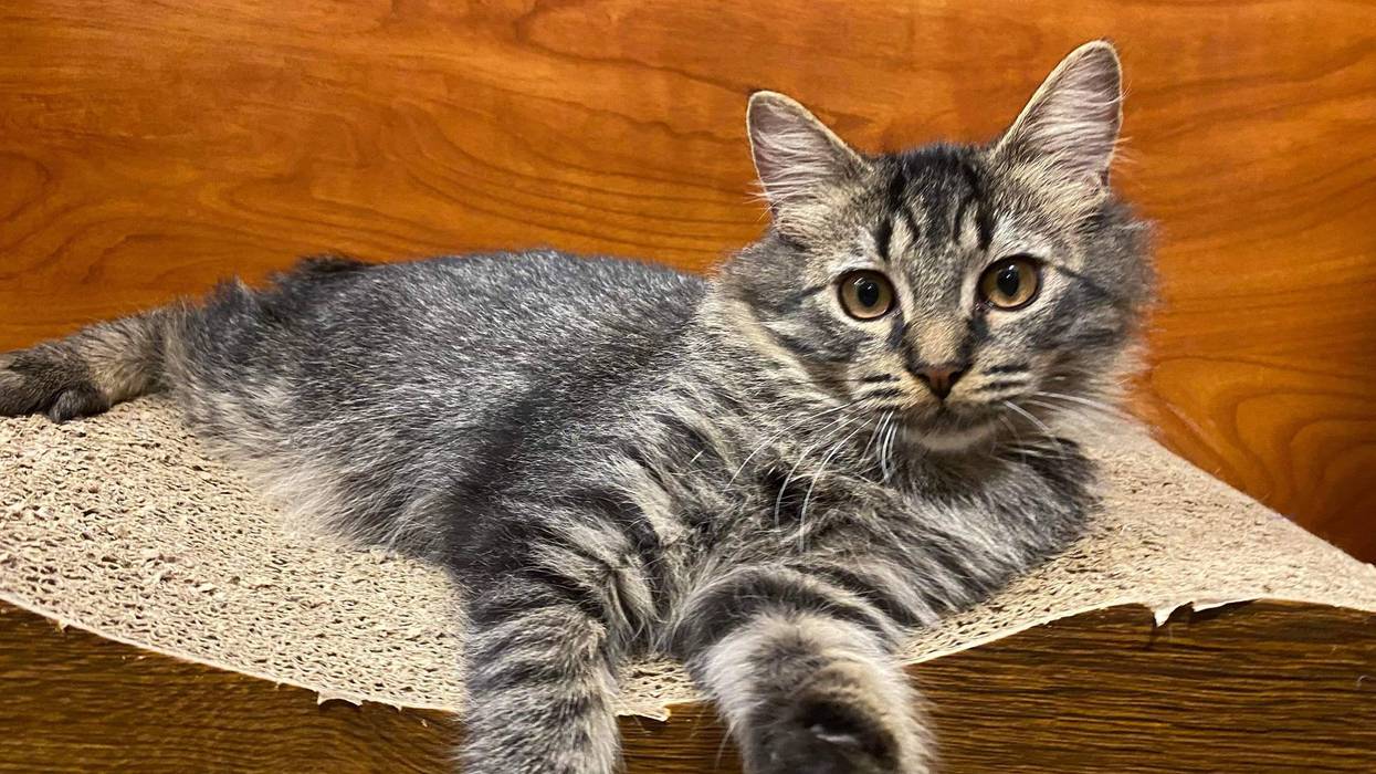 Tommy Boy, a five month old kitten up for adoption through ARE Animal Rescue in Hemet