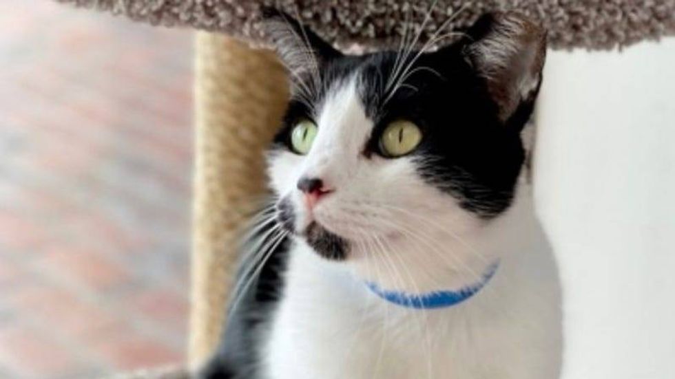 `Tommy Boy @ Austin Humane Society 9/28/22